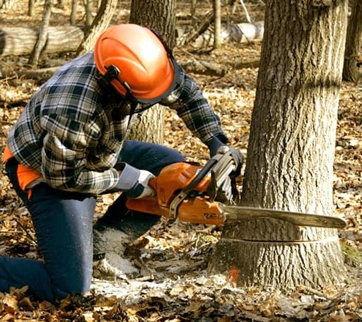 Tree Removal in Westport, WA